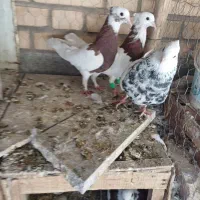 کبوتر|پرنده|ابرکوه, |دیوار