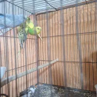 مرغ عشق|پرنده|هشتگرد, شهرک راه آهن|دیوار