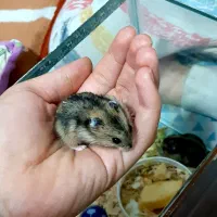 همستر|موش و خرگوش|اسلام‌شهر, شهرک قائمیه|دیوار