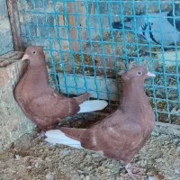 سرخ دم سفید جوجه|پرنده|سیمین شهر, |دیوار