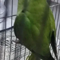 طوطی ملنگو|پرنده|اردکان, |دیوار