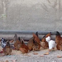 سلام چندونه مورغ وخروس فروشی|حیوانات مزرعه|شاهرود, |دیوار