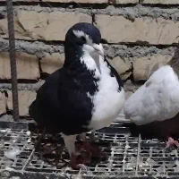 ساده‌سیاه‌نر