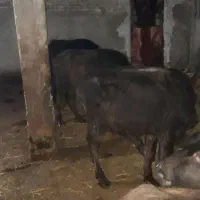 گوساله گاومیش ماده|حیوانات مزرعه|هیر, |دیوار