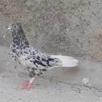 کوهی دم سفید
