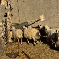 همه رقم گوسفند موجود داریم|حیوانات مزرعه|یزد, |دیوار