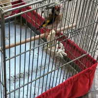 سهره جفتی قناری ‌وسهره