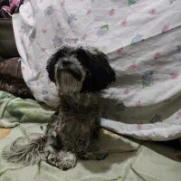 واگذاری سگ شیتزوترییر|سگ|شیراز, دارالرحمه|دیوار