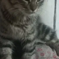 گربه خانگی پرشین