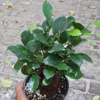 بونسای جینسینگ|گل و گیاه طبیعی|تهران, حشمتیه|دیوار