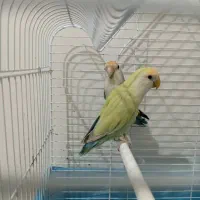 طوطی برزیلی