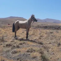 کره مادیان سمند ۲ ساله