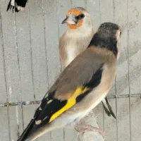 سهره دورگ برگوش سفید اصیل نقش جوجه زاغ|پرنده|شیراز, رکنآباد|دیوار