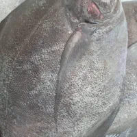 ماهی و میگو صید روز ارسال به همه نقاط|خوردنی و آشامیدنی|شیراز, ستارخان|دیوار