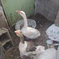 غاز تخم گزار جفت سه تومان نره ماده هر دوتا موجود