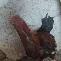 خروس لاری هندی
