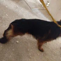 سگ ژرمن پیدا شده