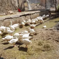 قوقاز لیندا