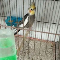 پرنده. کبوتر . عروس . مرغ عشق