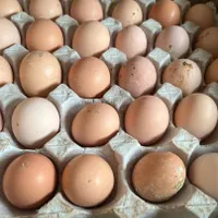تخم مرغ محلی اصل|خوردنی و آشامیدنی|کرج, گلشهر|دیوار