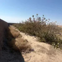 زمین پسته ای در محدوده فتح اباد شهرستان زرند|فروش زمین و ملک کلنگی|زرند, |دیوار