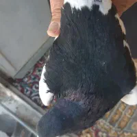 سلام خدمت دوستان گل|پرنده|شیراز, پادگان بعثت|دیوار