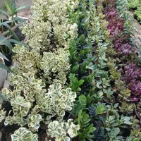 استخدام خانم کار درنهالستان