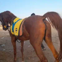 دوتا مادیون عرب سردمگیرر