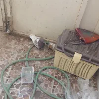 کفتر|پرنده|آباده, |دیوار