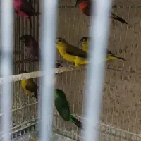 فنچ سهره ریز مولد