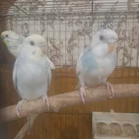 یه جفت مرغ عشق مولد با ۴ تا جوجه|پرنده|خرمآباد (تنکابن), |دیوار