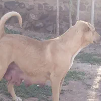 واگذاری ماده شکم طلا