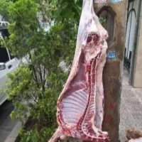 ارزان تر از همه جا/ گوسفندبازدهی بالا بشرط|حیوانات مزرعه|قم, شهرک قدس|دیوار