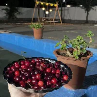 اقامتگاه بومگردی دامون ۴۰ دقیقه تا مرکز شهر|اجارهٔ کوتاه‌مدت آپارتمان و سوئیت|رشت, قاسمیه|دیوار