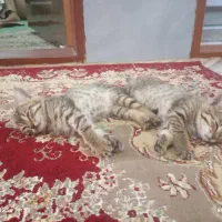 واگذاری بچه گربه بازیگوش