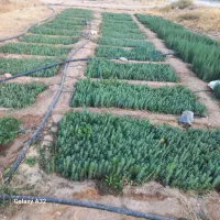 کاج تهران،مشهد توپی،کله قندی پاکتی ریشه پرس و نشاء|گل و گیاه طبیعی|شیراز, حومه شیراز|دیوار