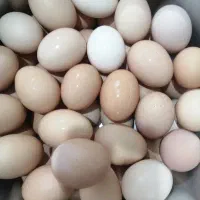 تخم مرغ محلی نطفه دار