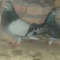 کبوتر کفتر|پرنده|بستان آباد, |دیوار