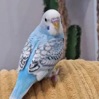 جوجه مرغ عشق ۳ماهه دستی
