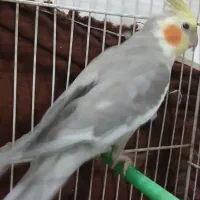 عروس هلندی