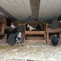 ماهشهر شهرک مدنی