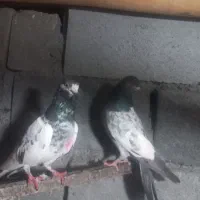 کفتر پرشی پاکستانی|پرنده|بندرعباس, |دیوار