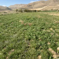 فروش-زمین-باغ-سوله-گاوداری