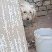 سگ شیتزو|سگ|یزد, |دیوار