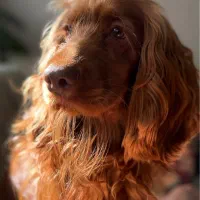 مربی سگهای خانگی و کار