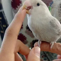 جوجه طوطی برزیلی دستی|پرنده|خزل, |دیوار