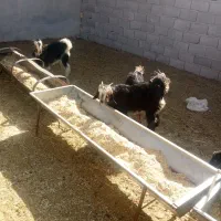 کره ترکی برا داشتی