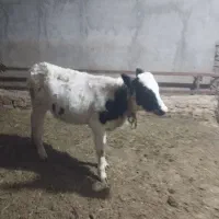 گوساله ماده