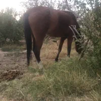 حیوان اسب با تجهیزات|اسب و تجهیزات اسب‌سواری|فردوس (خراسان), |دیوار