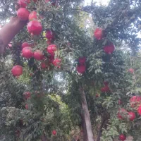 انار محلی درجه یک درب باغ|حراج|پیشوا, |دیوار